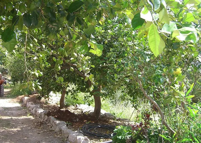 Tomas Y Puri Fátaga